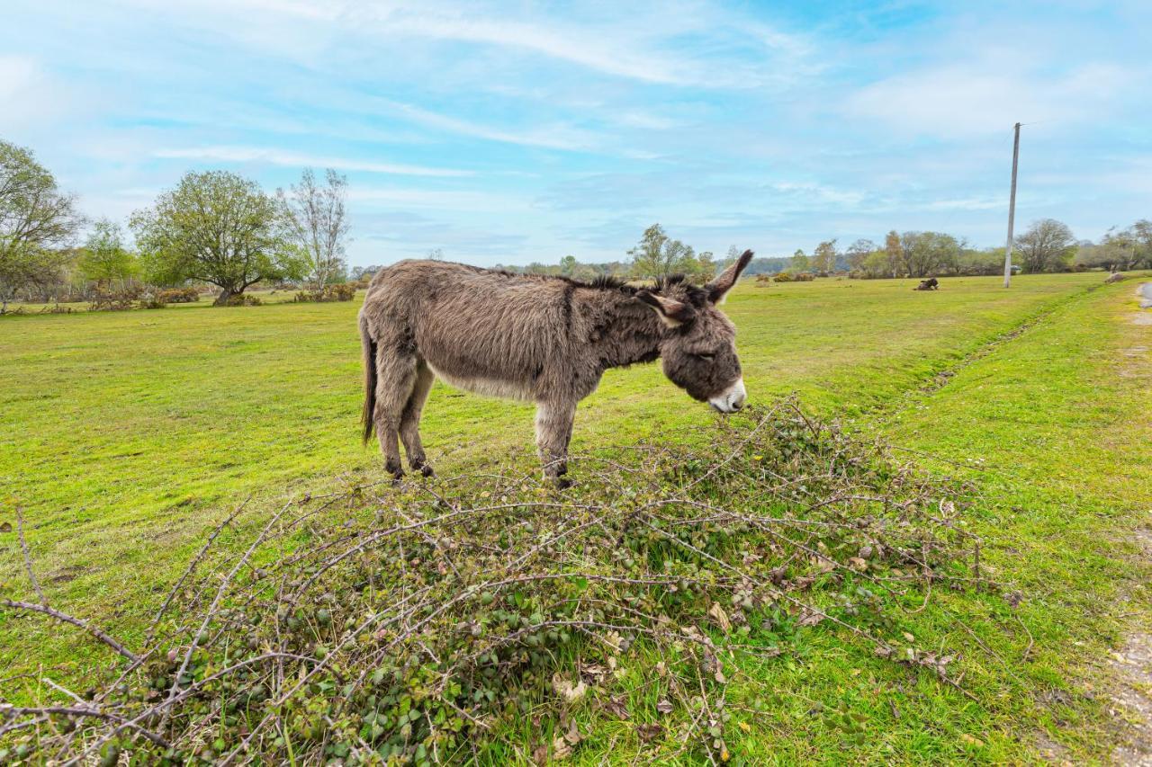 Forest Park Country Hotel & Inn, Brockenhurst, New Forest, Hampshire Dış mekan fotoğraf